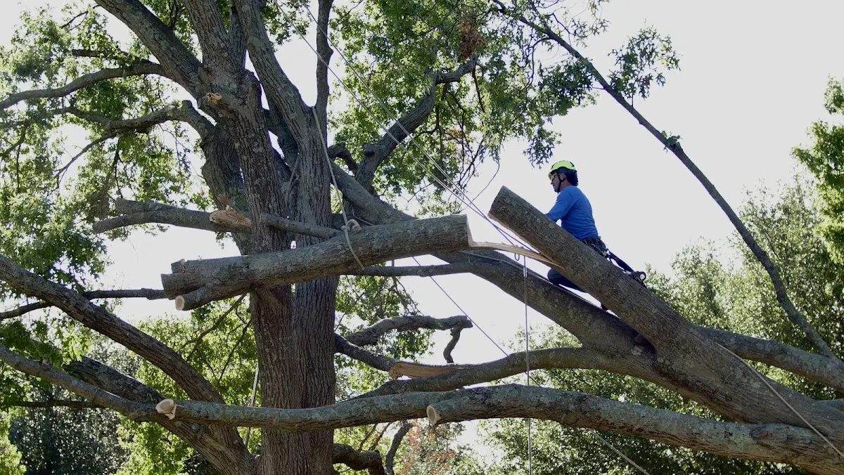 Professional Crown Thinning performed by certified arborists in Richland