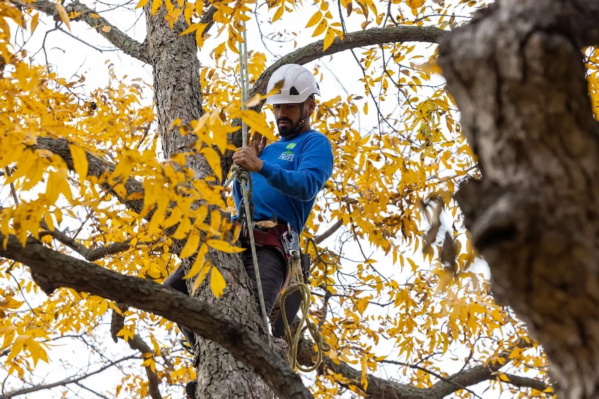 Skilled Tree Transplanting crew working in Richland